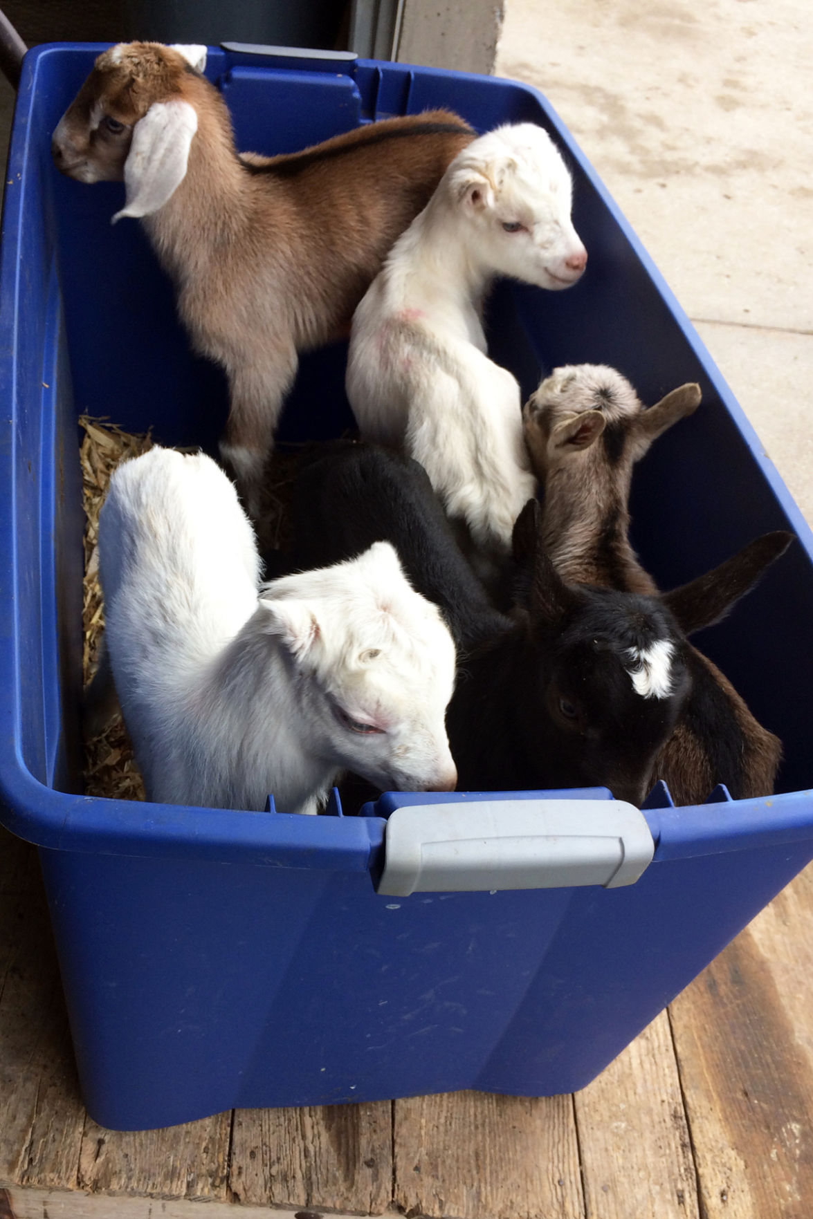 088 Boxes of baby goats were brought to the sales barn by an Amish farmer.JPG